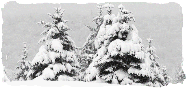 Snow covered forest trees.